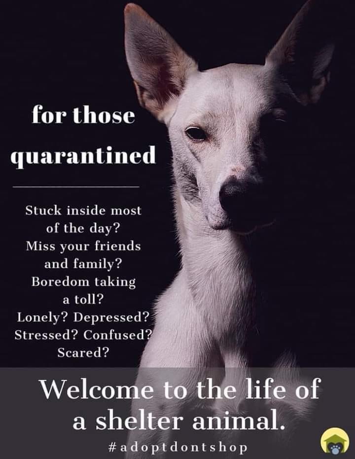 PetCareRx Reviews 335 Reviews of Sitejabber