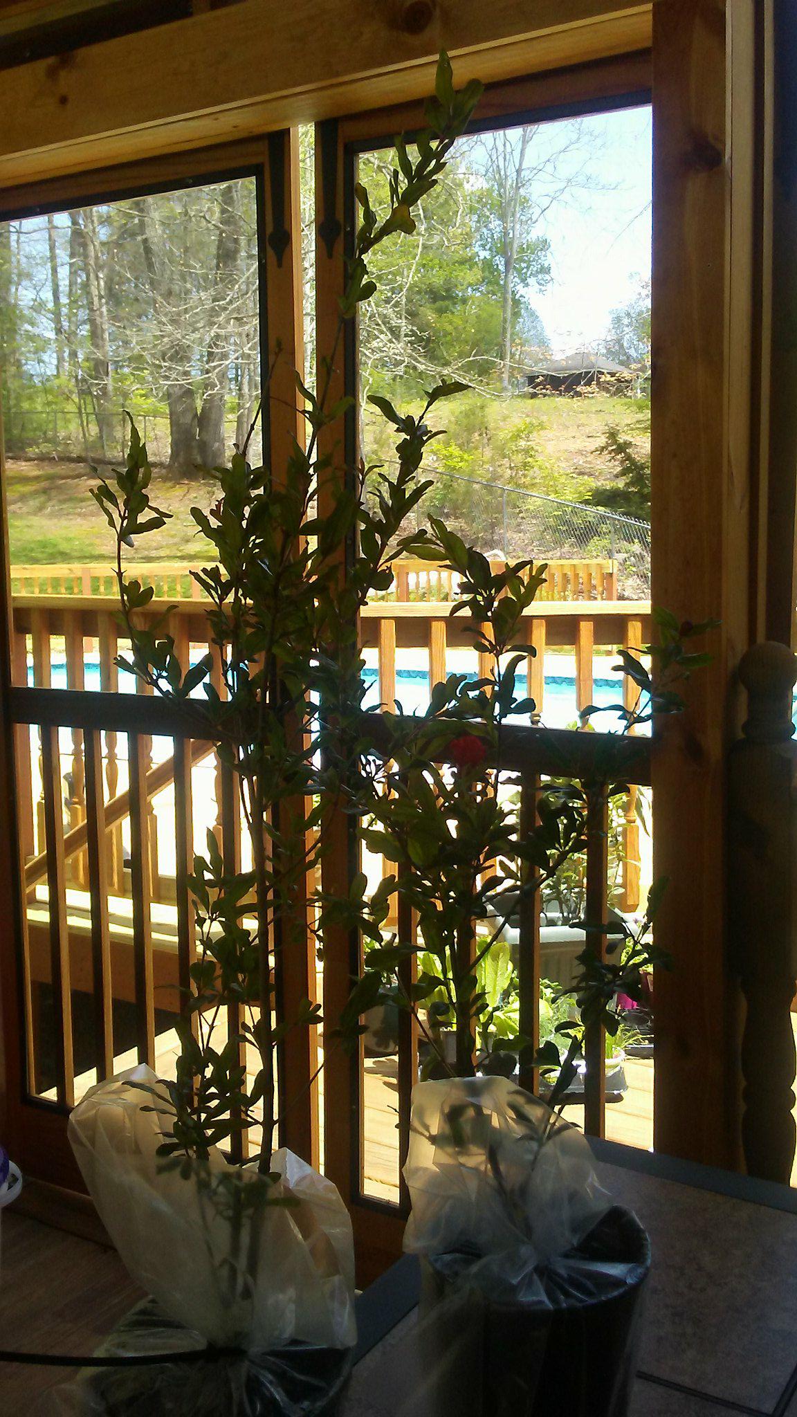 FastGrowingTrees Reviews 1,769 Reviews of