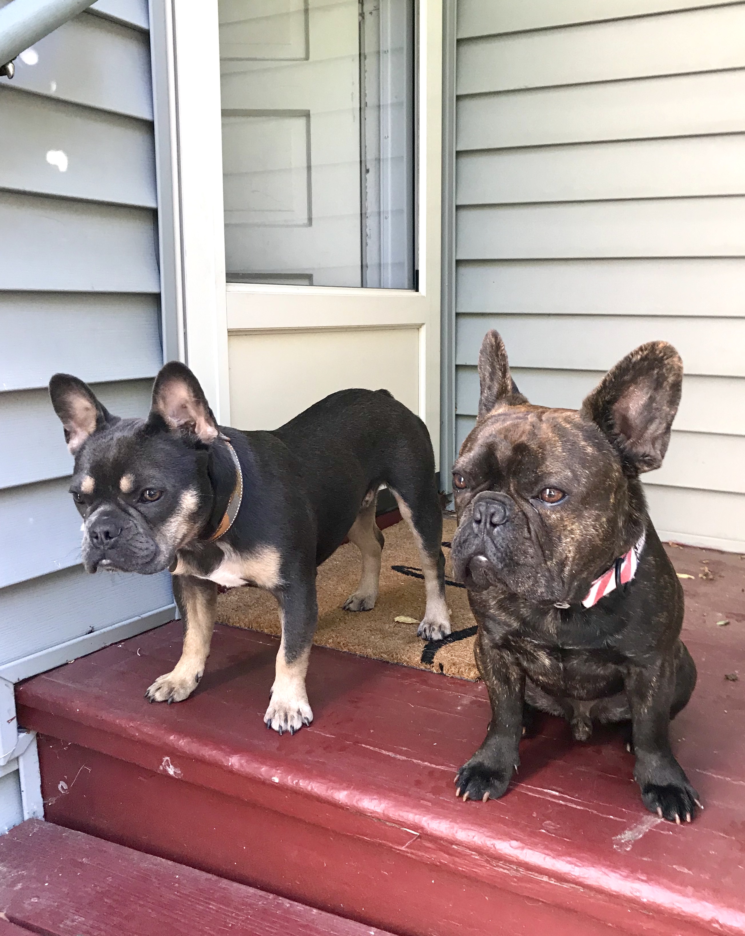 Ultimate Pet Nutrition Reviews 142 Reviews of Ultimatepetnutrition