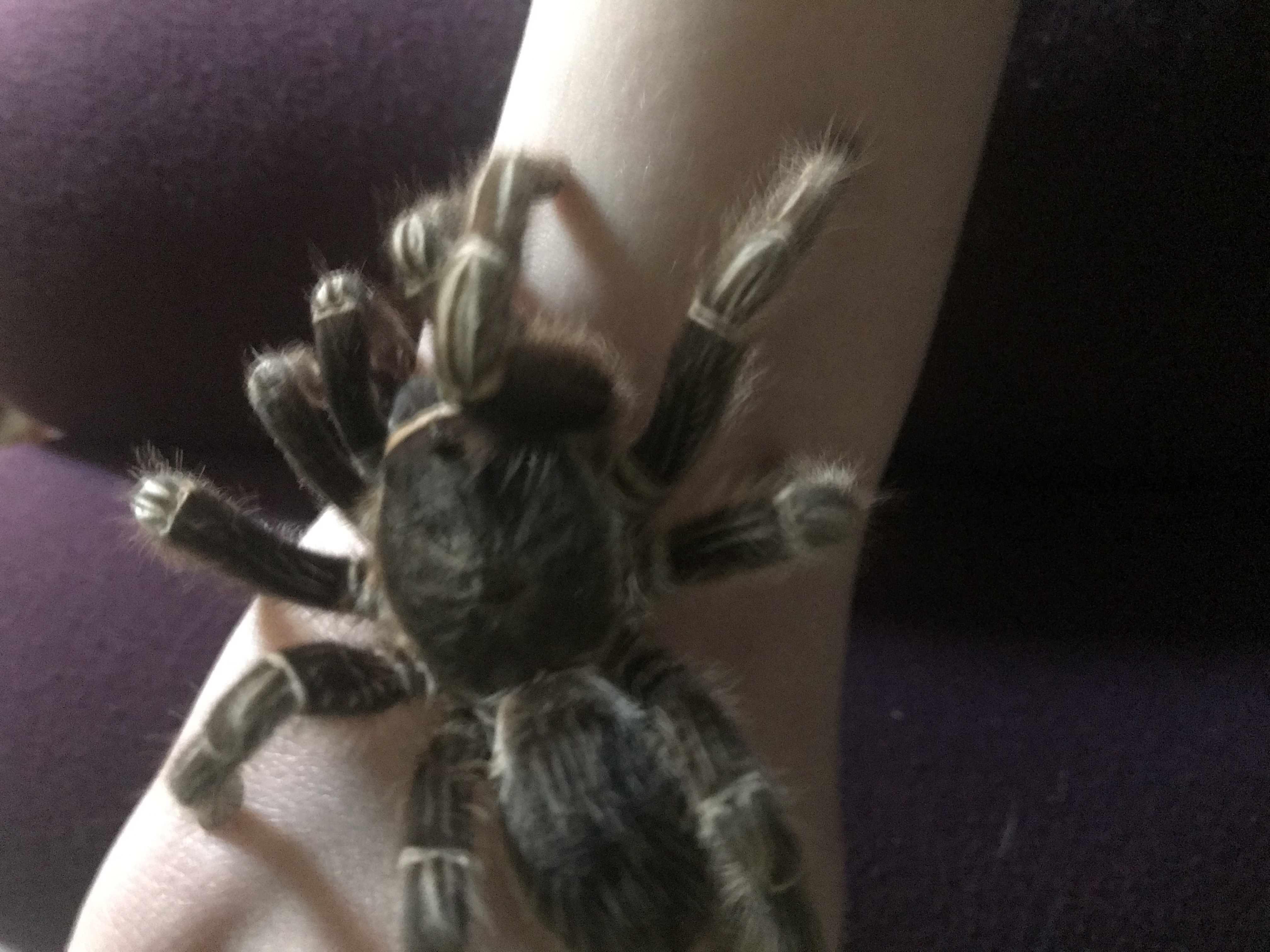 ReptileCity Reviews 258 Reviews of Sitejabber