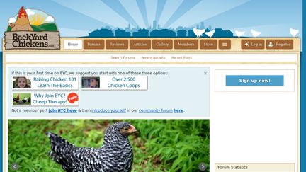 BackYardChickens