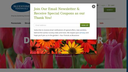 BluestonePerennials