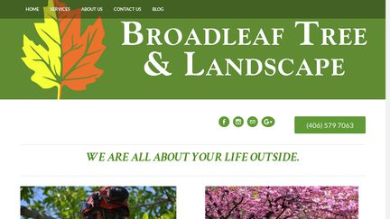 Broadleaf Tree and Landscape
