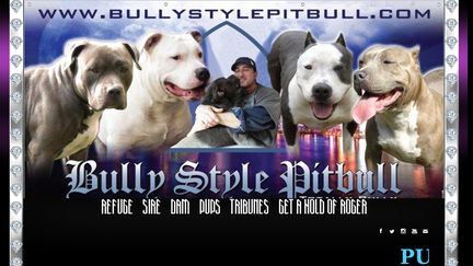 Bullystylepitbull