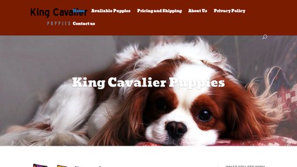 KingCavalierPuppies