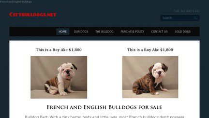 CityBulldogs.net