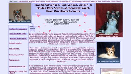 Parti Yorkies
