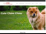 Vivid Chow Chow Puppies